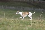 WHIPPET 344